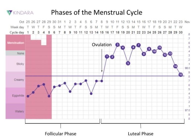 Basal Body Temperature Chart Of A Woman